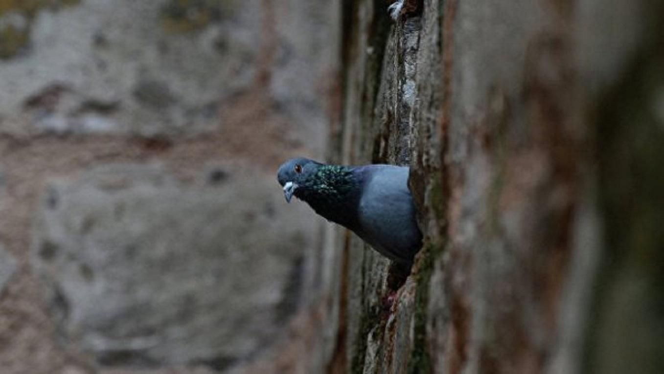 Голуби, кішки та дельфіни: що відомо про тварин-шпигунів холодної війни – дані ЦРУ Голуби, кішки та дельфіни: що відомо про тварин-шпигунів холодної війни – дані ЦРУ