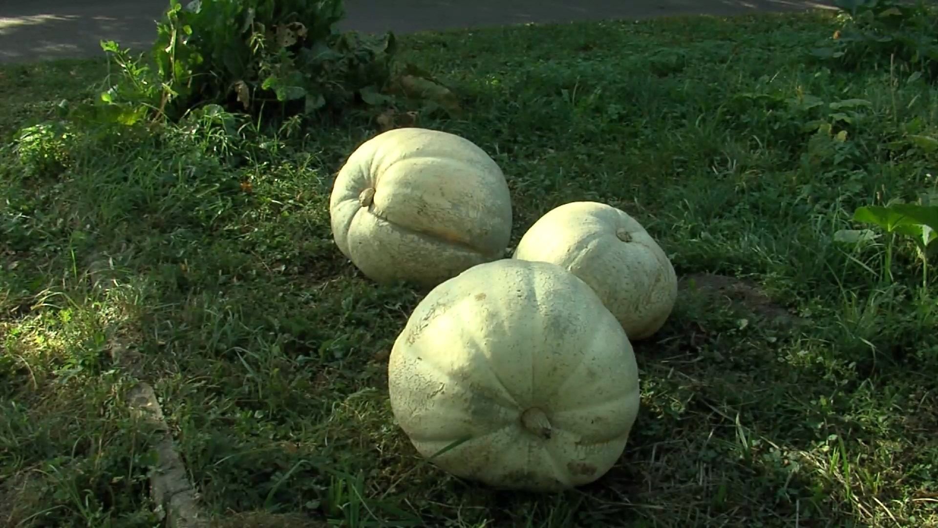 Фермер з Рівного виростив рекордні гарбузи до 40 кілограмів: у чому секрет