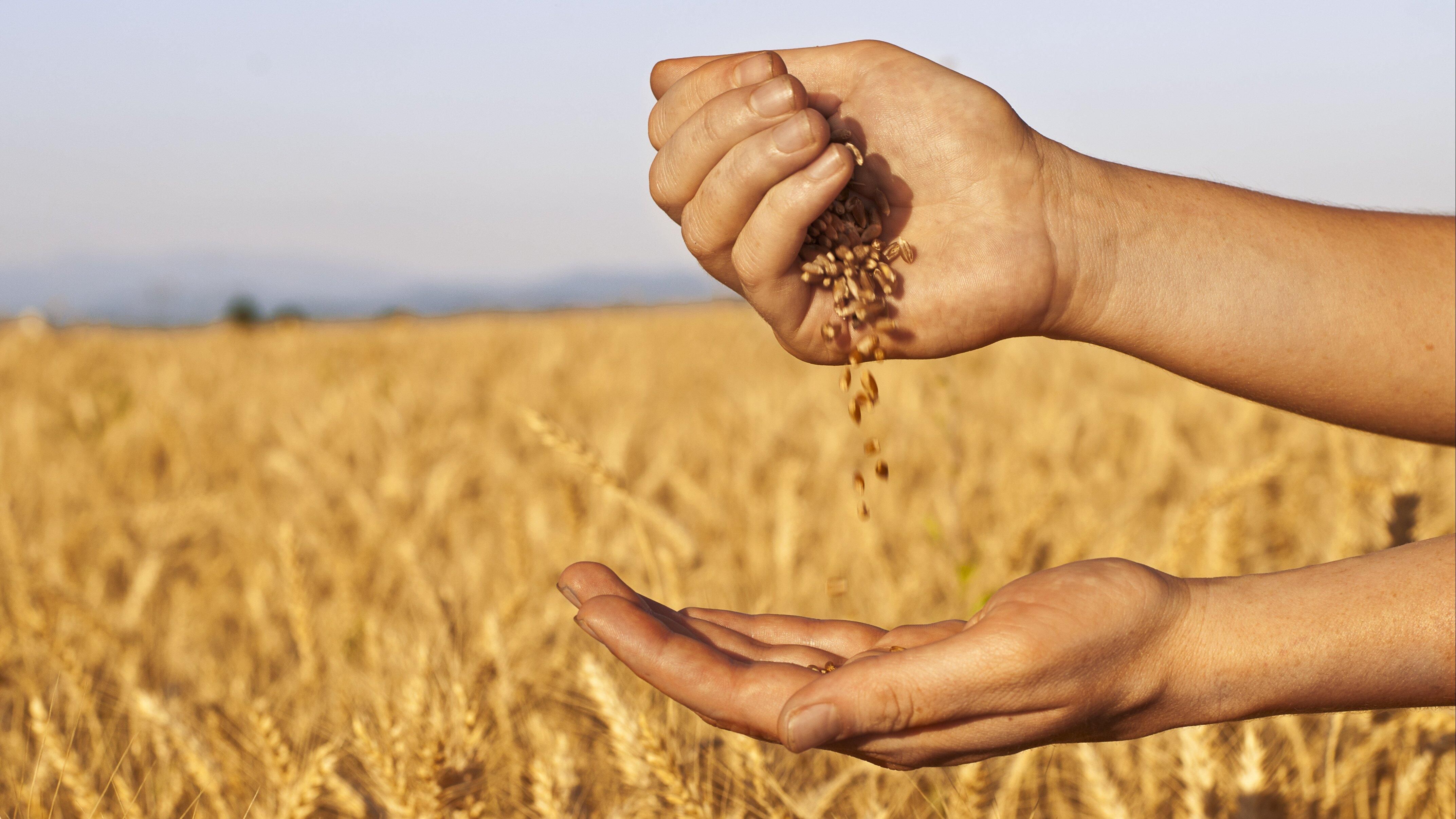 Почти 800 гривен на тонне зерновых теряют аграрии из-за коллапса на железной дороге, – Козаченко
