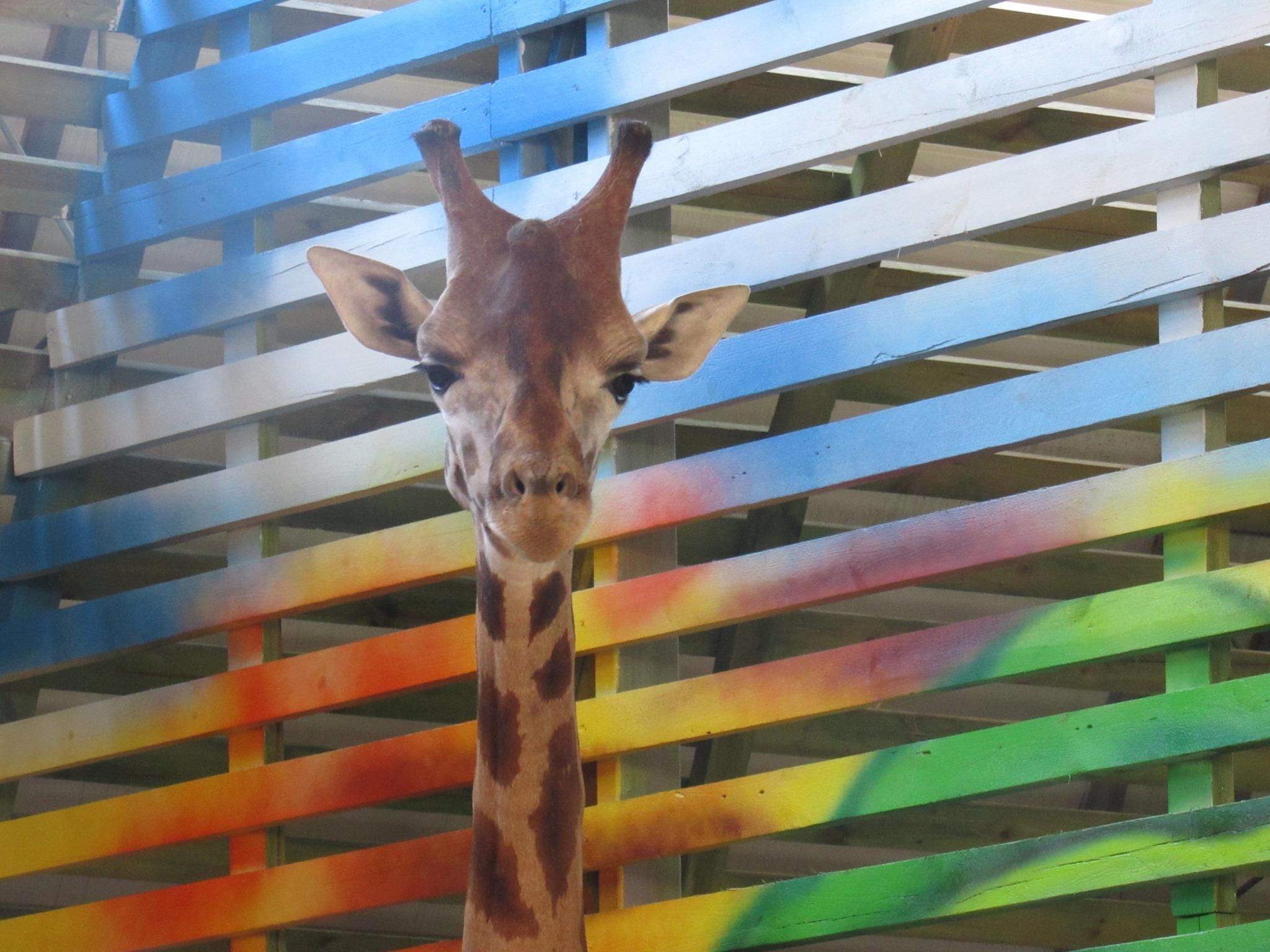 В Николаевский зоопарк привезли двух жирафов: милые фото и видео