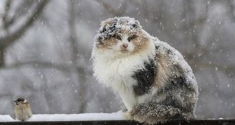 Сніг, хуртовини і шквали вітру: де в Україні чекати негоду