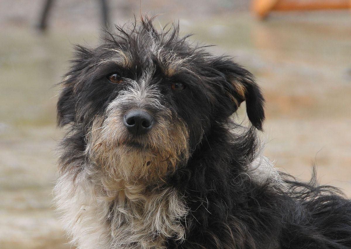 В Днепре за младенцем присматривала собака, пока мать в очередной раз пила