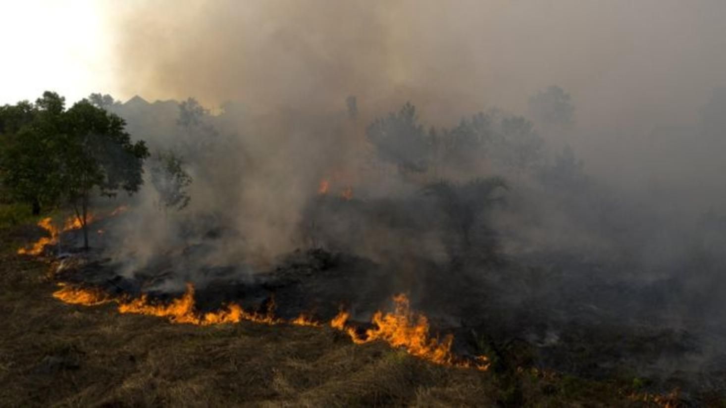 Індонезію охопили лісові пожежі, 50 тисяч гектарів у вогні: моторошні фото, відео