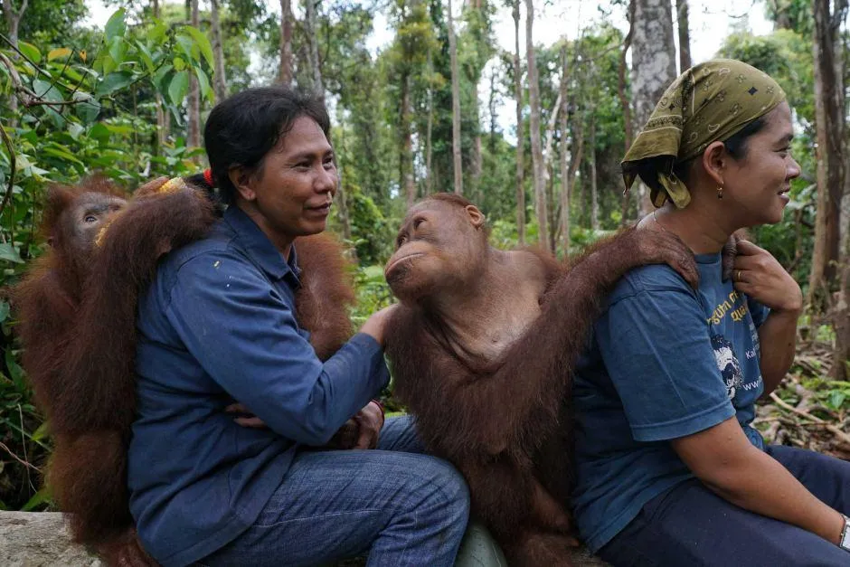 Суматранські орангутани