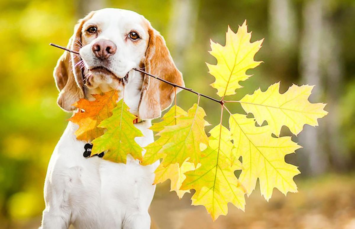 Погода 22 сентября 2019 Киев, Одесса – какой будет погода в Украине Погода 22 сентября 2019 Киев, Одесса – какой будет погода в Украине