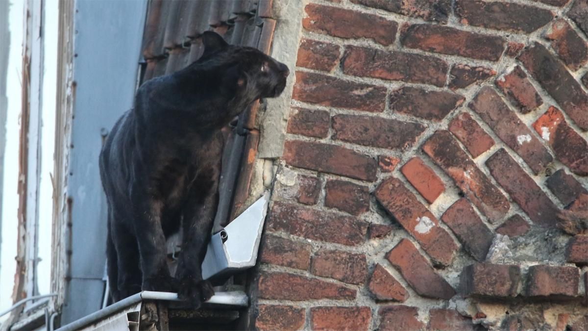 Чорна пантера розгулювала дахами у містечку Франції: курйозні фото і відео Чорна пантера розгулювала дахами у містечку Франції: курйозні фото і відео