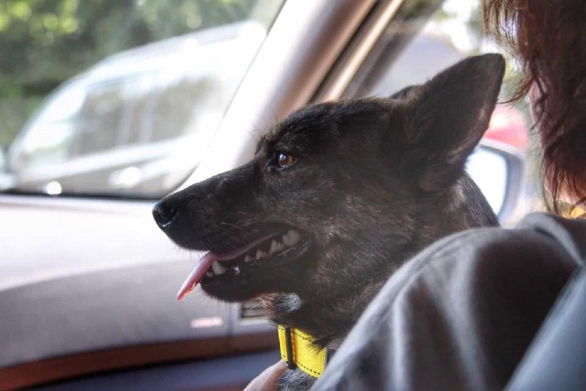 Освобожденный моряк Чулиба и его собака впервые увиделись после плена: трогательное видео