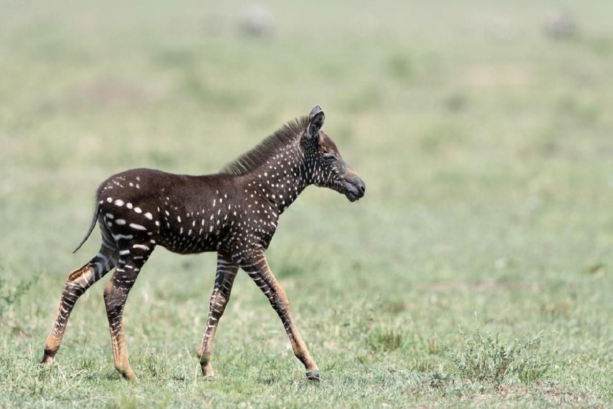 В Кении заметили редкого зебренка: он не полосатый, а – "в крапинку": фото