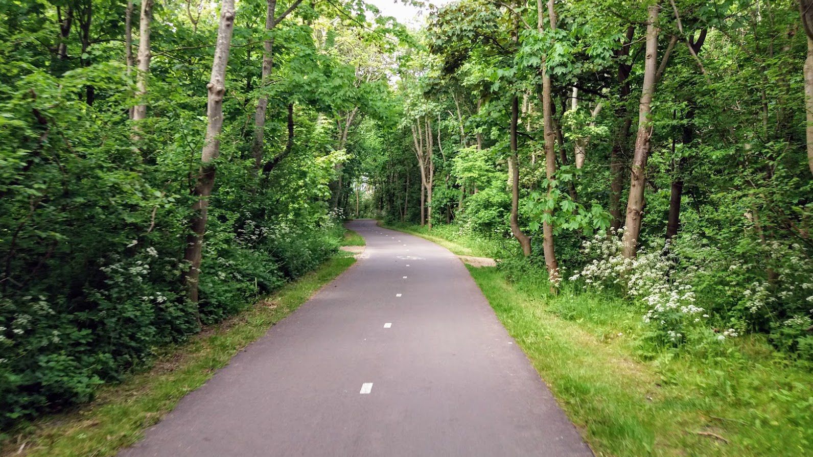 У лісосмузі під Варшавою знайшли тіло українця: чоловік зник ще в липні У лісосмузі під Варшавою знайшли тіло українця: чоловік зник ще в липні