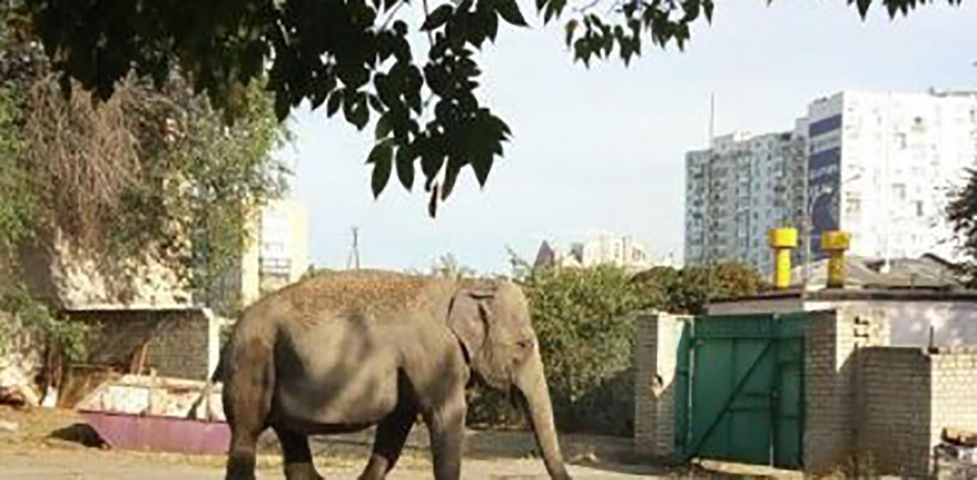 Слон разгуливал по улицам Харькова: интересное видео