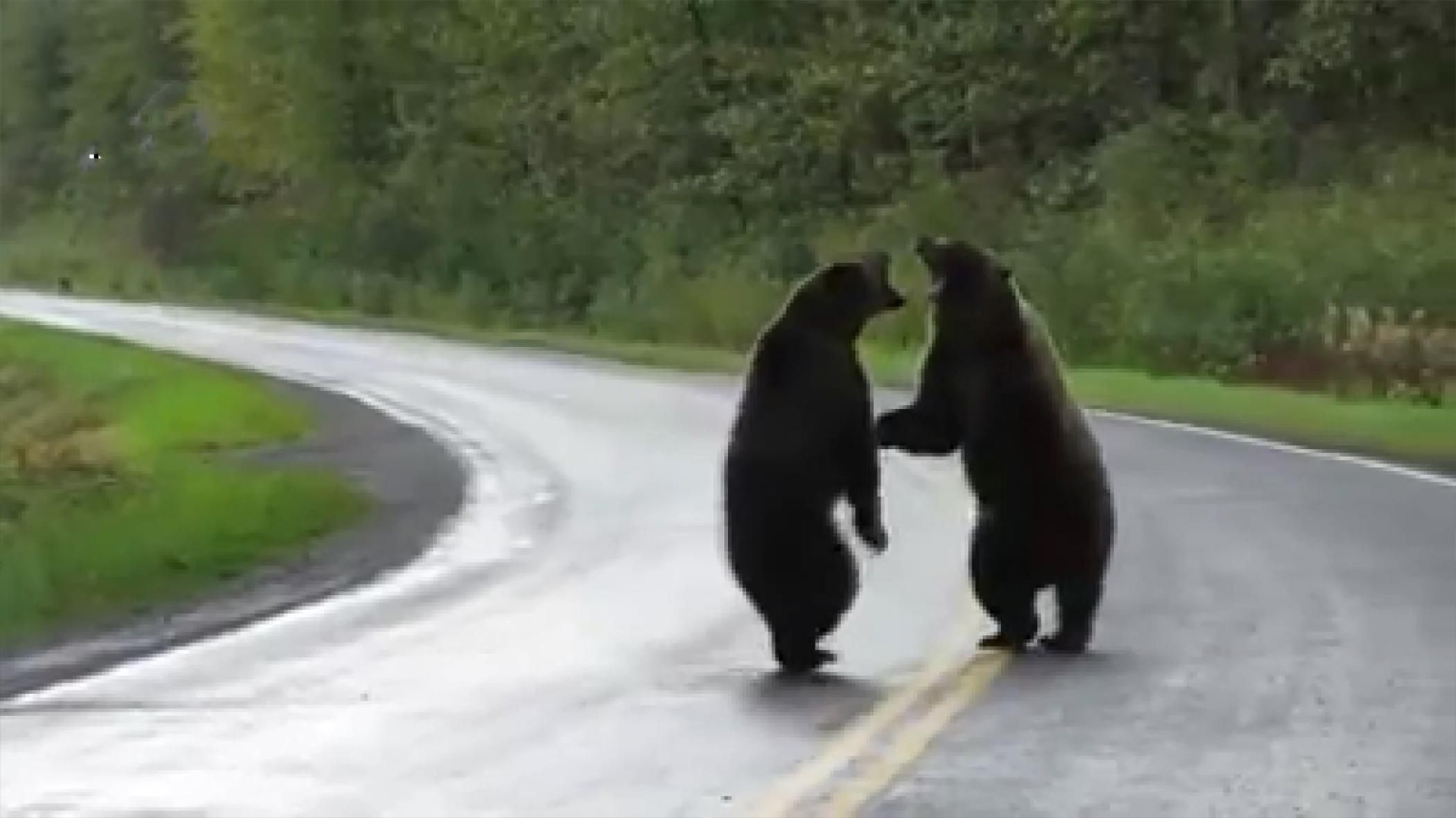 У Канаді два ведмеді влаштували бійку просто на дорозі: ефектне відео