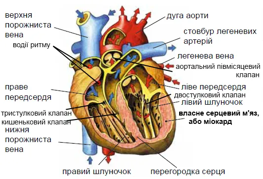 серце будова серця