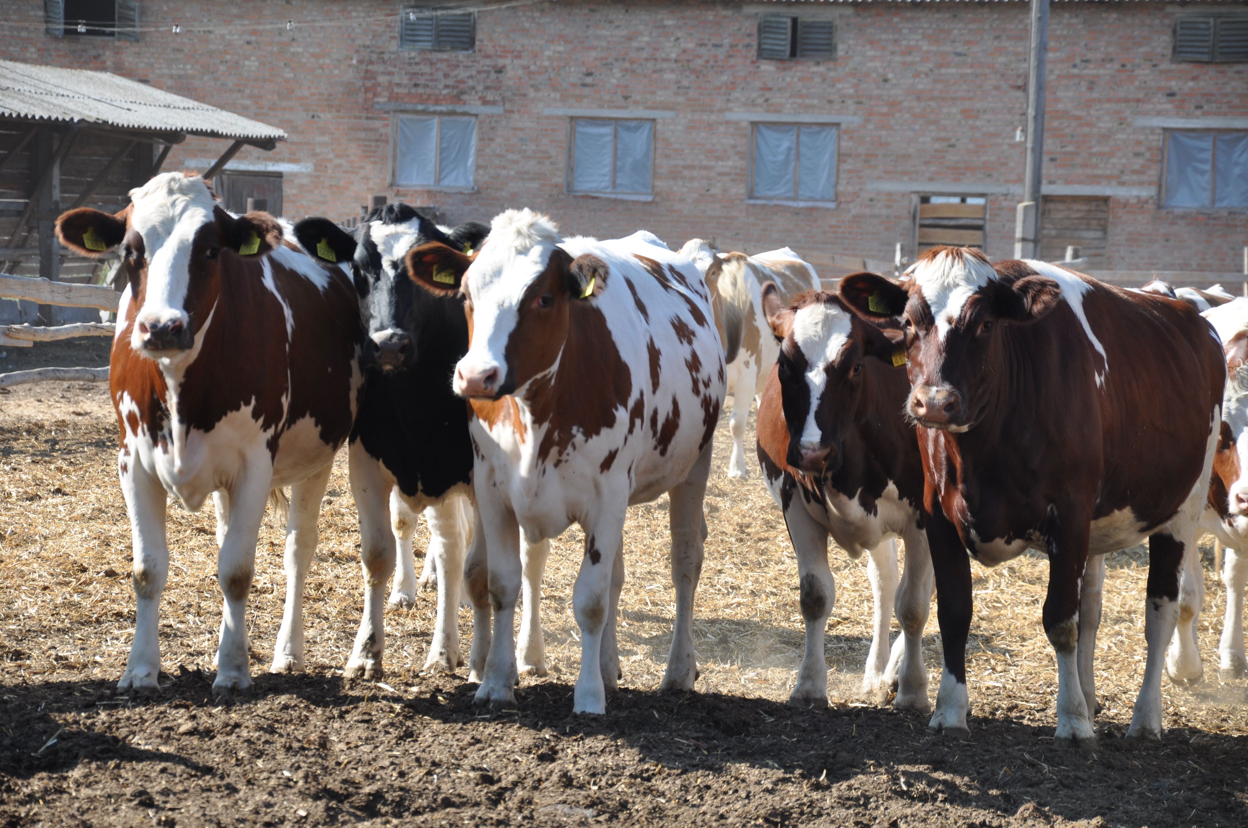 Животноводство в Украине имеет серьезные перспективы развития, – "Укрлендфарминг"