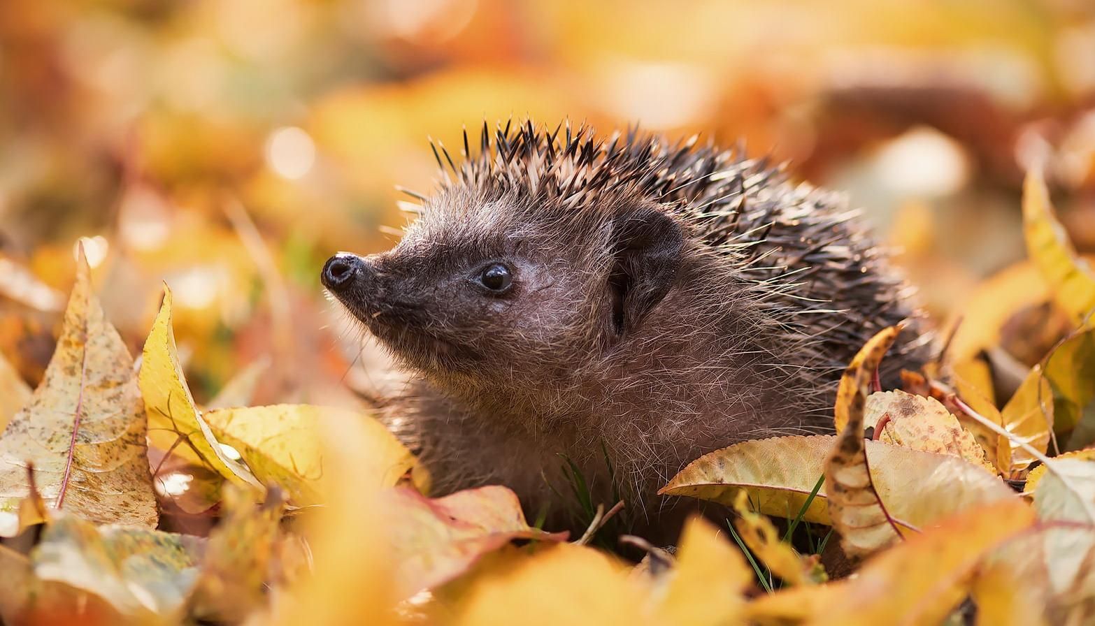 Погода на октябрь 2019 Украина – какой будет погода в октябре 2019 Погода на октябрь 2019 Украина – какой будет погода в октябре 2019