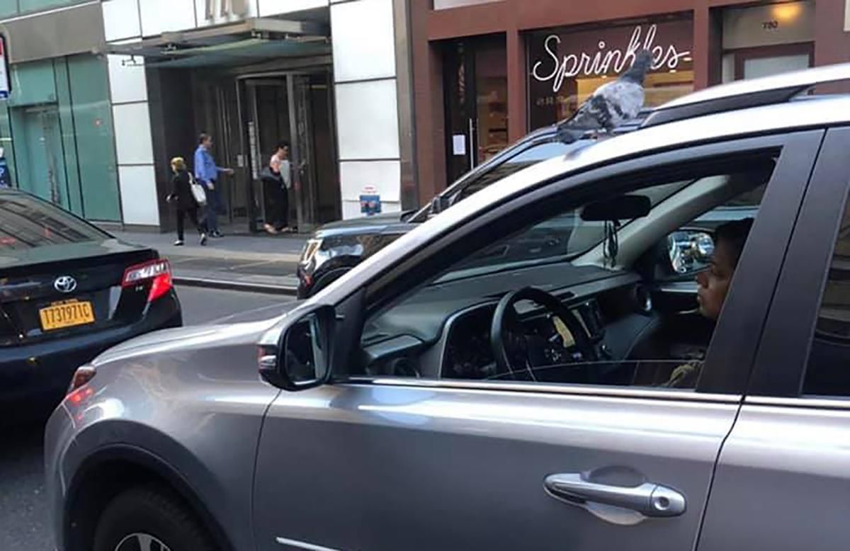 Голуб-шпигун переслідував речницю МЗС Росії Захарову в Нью-Йорку Голуб-шпигун переслідував речницю МЗС Росії Захарову в Нью-Йорку