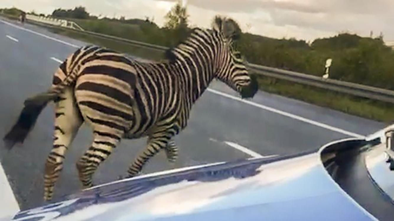 В Германии застрелили зебру, которая сбежала из цирка: фото, видео
