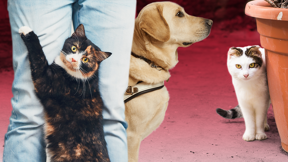 Как не потерять свое животное: практические советы специалистов Как не потерять свое животное: практические советы специалистов