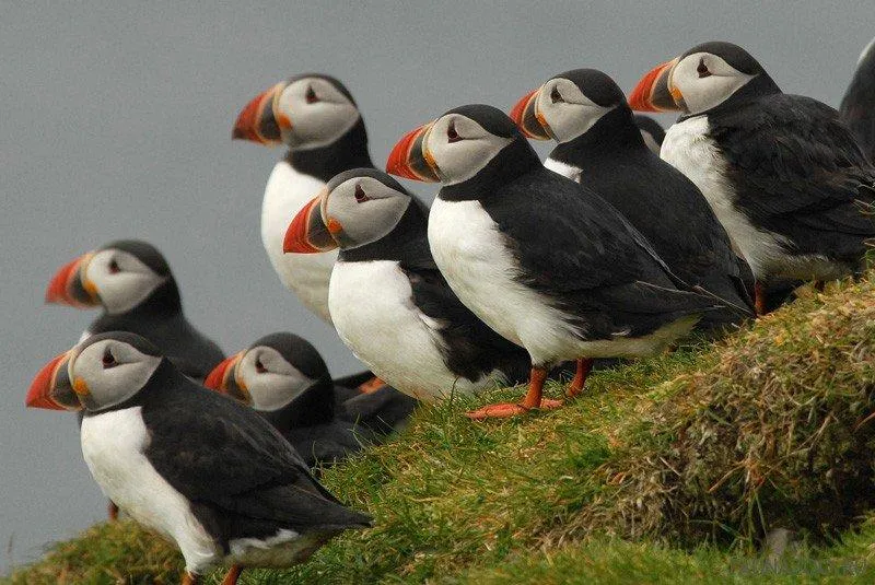 тупики тупики