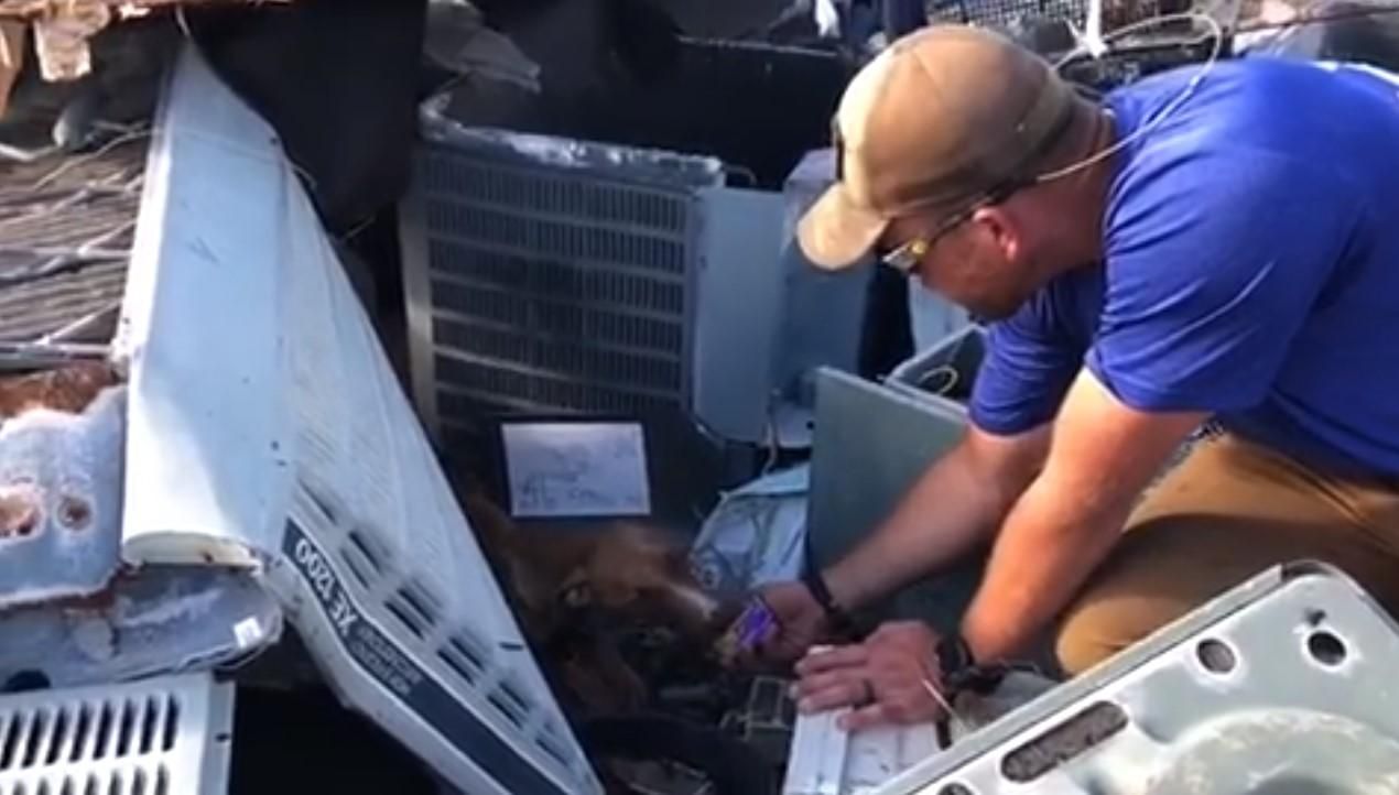 На Багамах через місяць після урагану під завалами знайшли живого собаку: зворушливе відео 