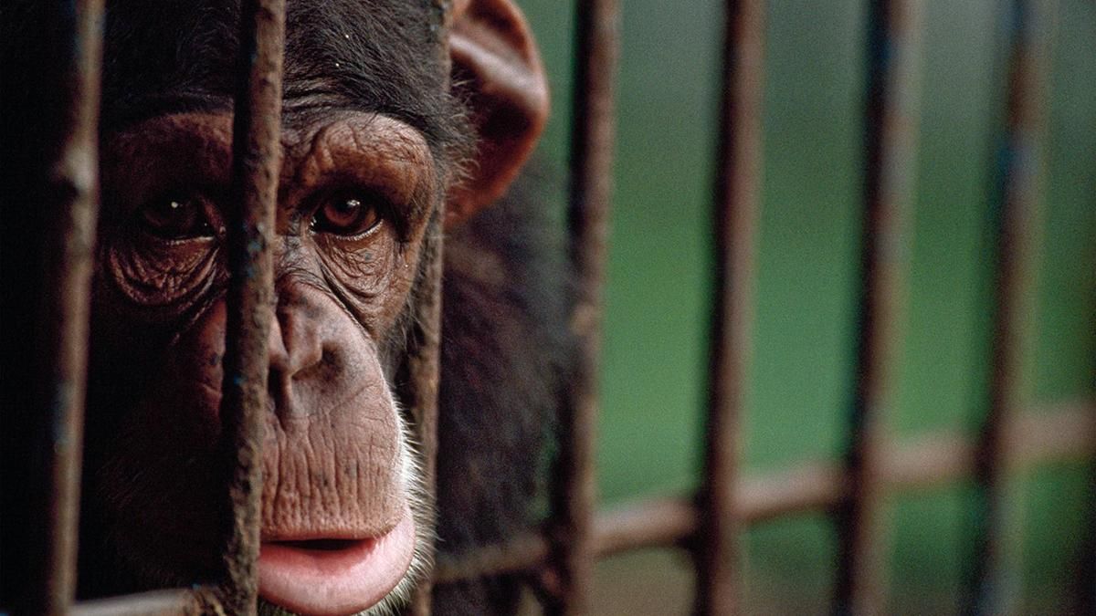 Минкульт больше не будет покупать животных для госцирков, – зоозащитник Минкульт больше не будет покупать животных для госцирков, – зоозащитник