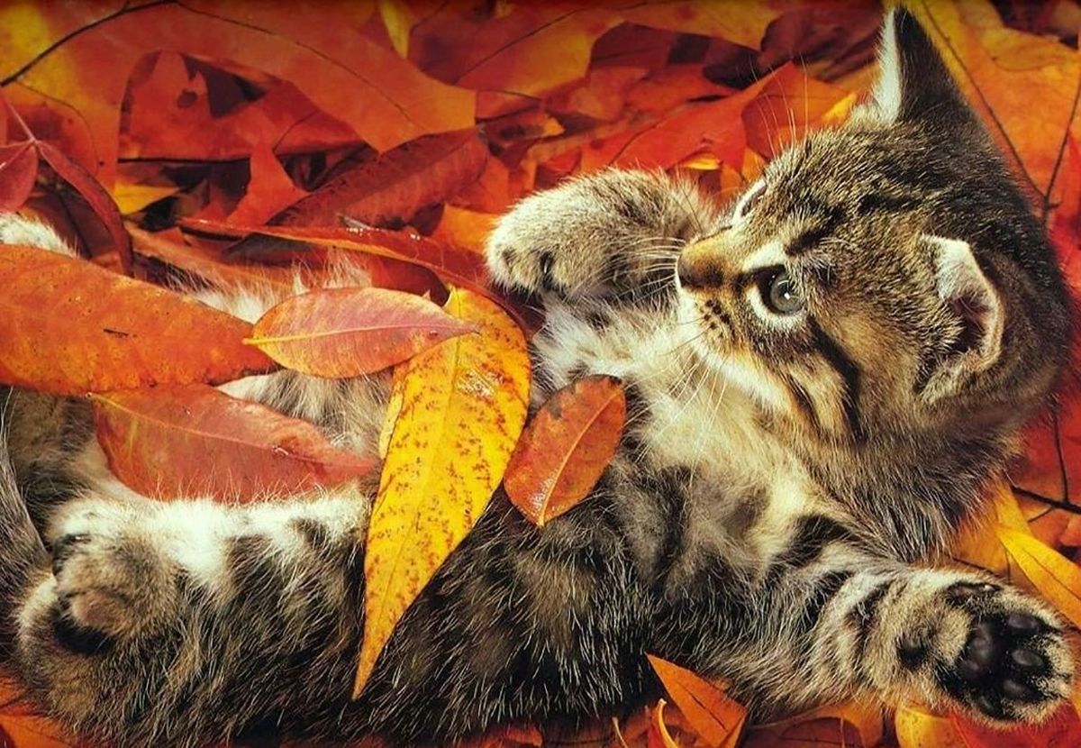 Погода 9 жовтня 2019 Україна – синоптик прогнозує потепління Погода 9 жовтня 2019 Україна – синоптик прогнозує потепління