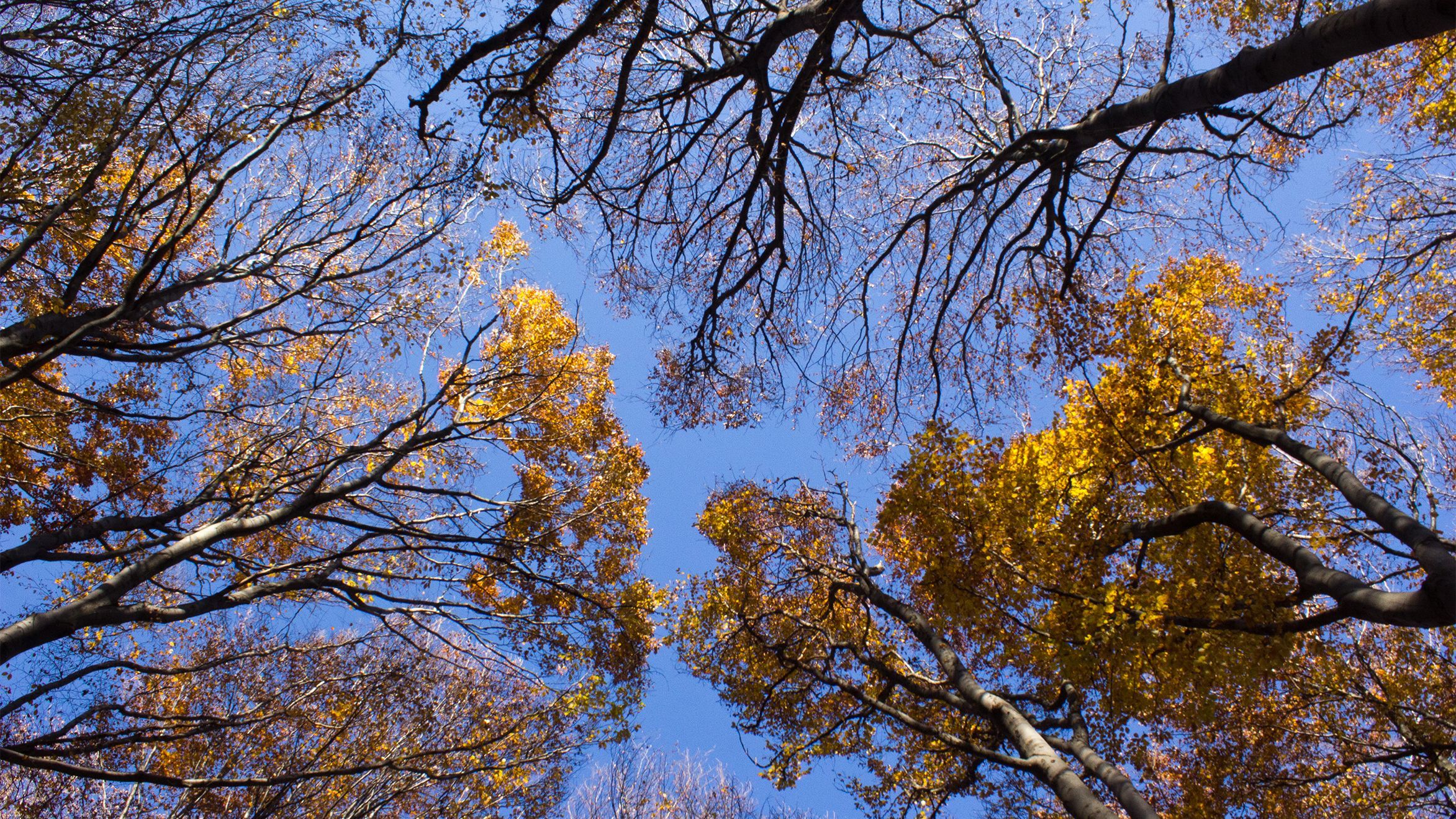 Когда начнется "бабье лето" в Киеве Когда начнется "бабье лето" в Киеве
