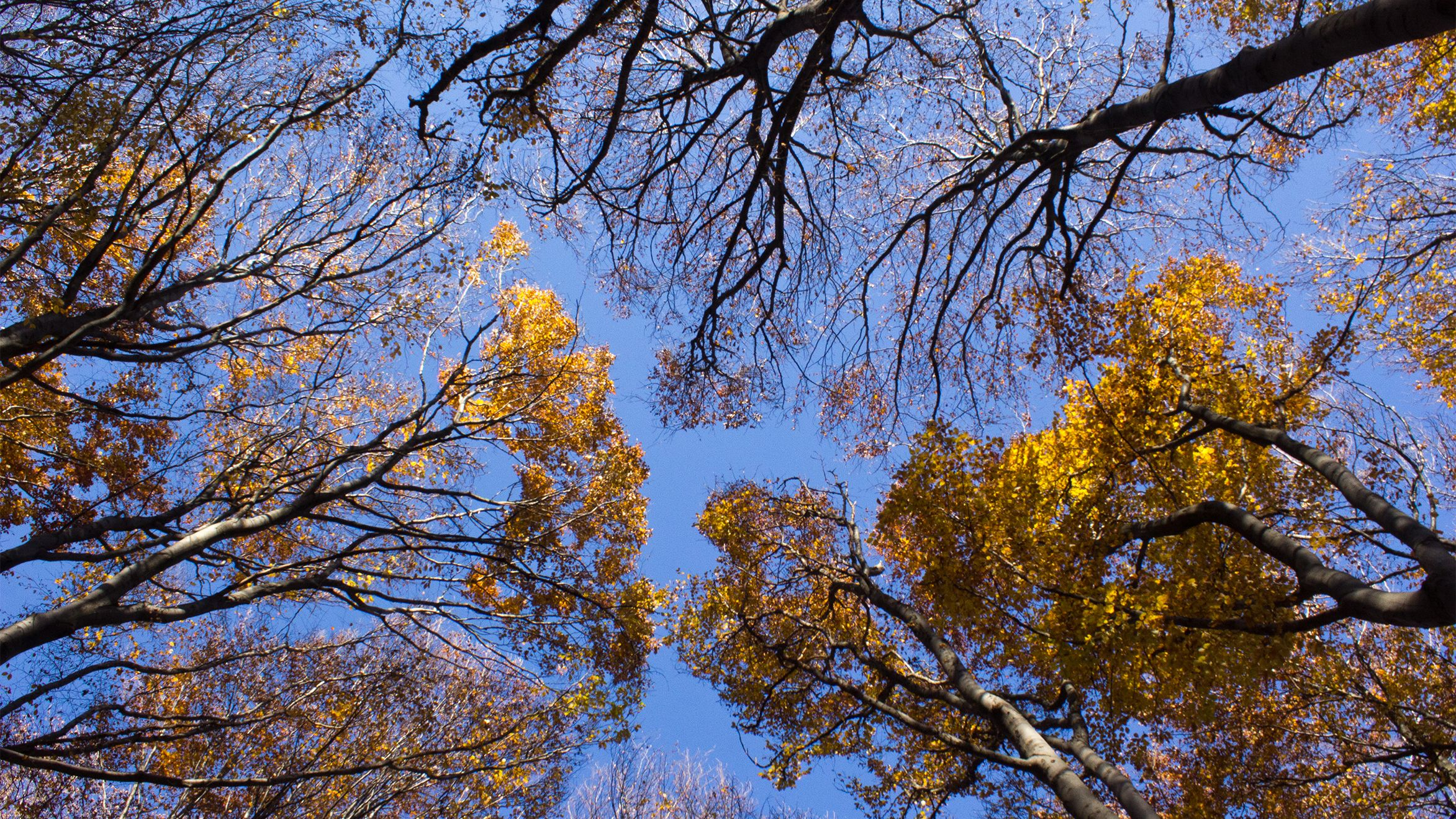 Когда начнется "бабье лето" в Киеве