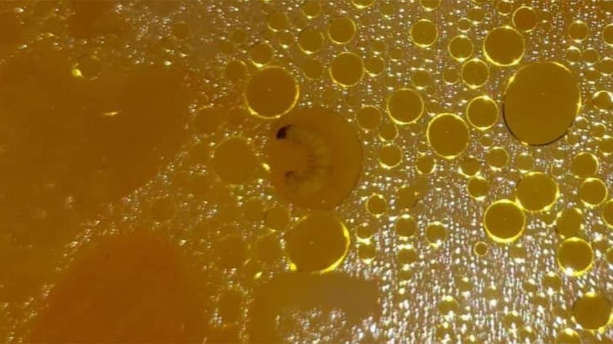 Учнів школи в Одесі тиждень годували супом з хробаками: фото Учнів школи в Одесі тиждень годували супом з хробаками: фото