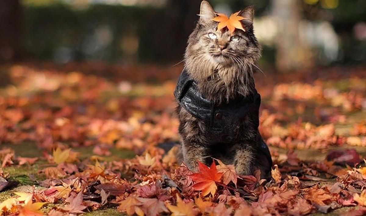 Погода 11 октября 2019 Украина – синоптик обещает до +20 Погода 11 октября 2019 Украина – синоптик обещает до +20