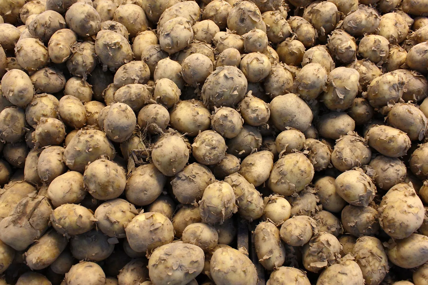 картопля, вартість городини, ціна картоплі, запаси на зиму
