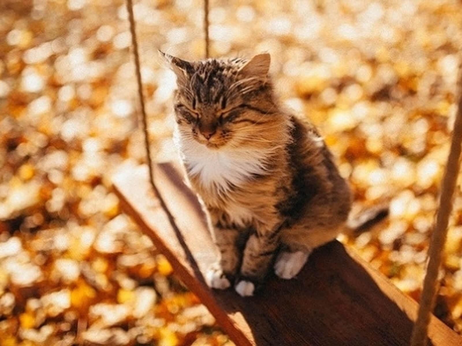 Погода 12 жовтня 2019 Україна – прогноз погоди від синоптика Погода 12 жовтня 2019 Україна – прогноз погоди від синоптика