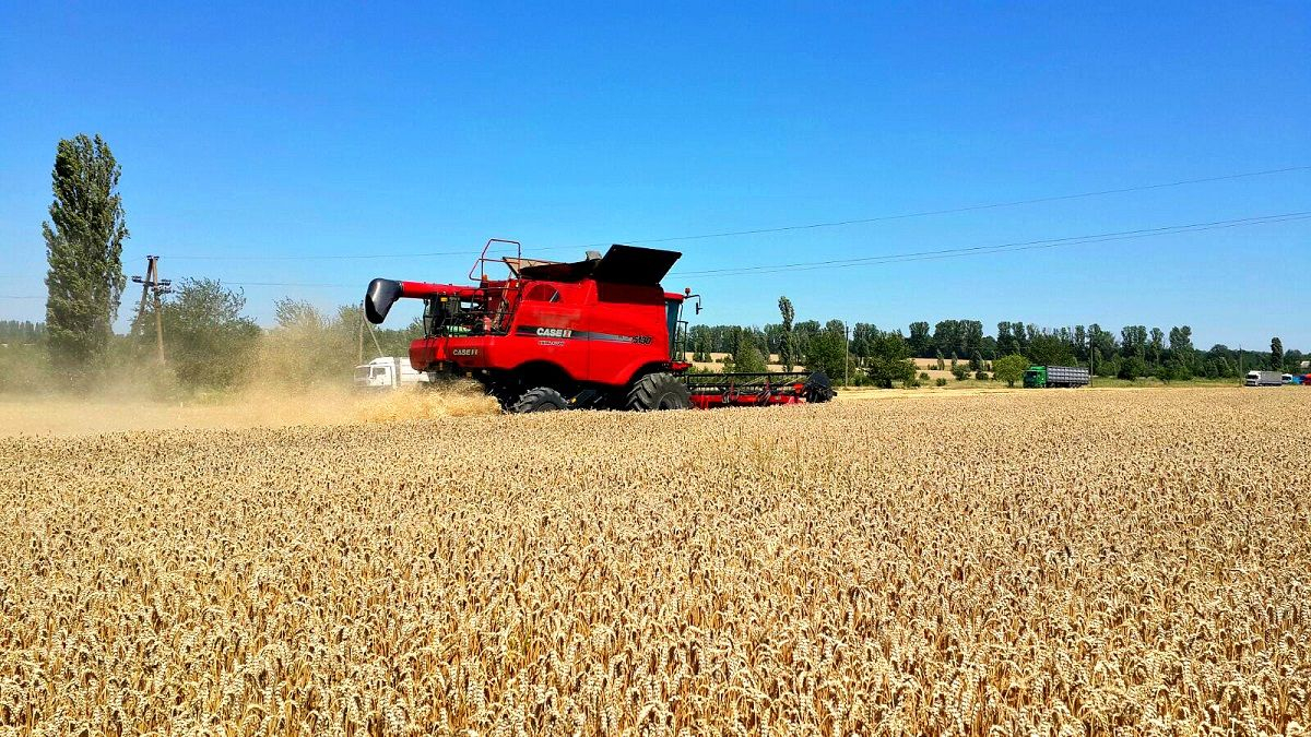 "Отбирает урожай": Центральная Украина может остаться без хлеба из-за рейдера Вакулыка