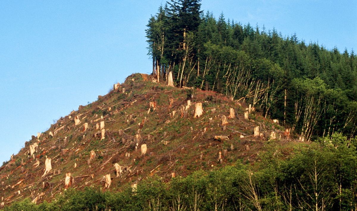 В Україні запустили онлайн-карту вирубки лісів В Україні запустили онлайн-карту вирубки лісів