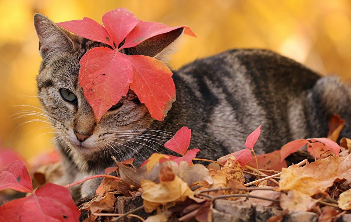 Погода 20 жовтня 2019 Україна – прогноз погоди від синоптика Погода 20 жовтня 2019 Україна – прогноз погоди від синоптика