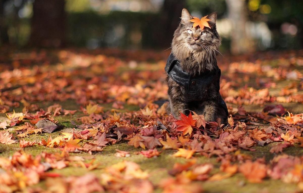 Погода 21 жовтня 2019 Україна – прогноз погоди синоптика Погода 21 жовтня 2019 Україна – прогноз погоди синоптика