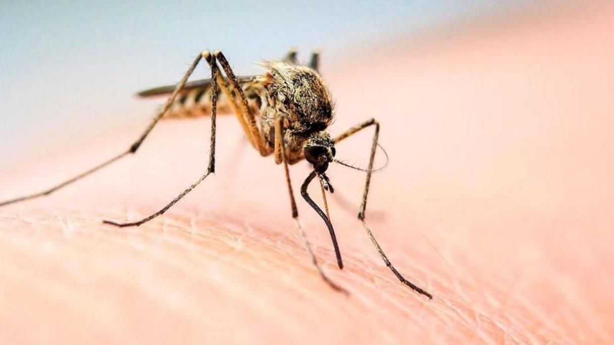 Украинцы разработали девайс, который борется с комарами и безопасен для человека
