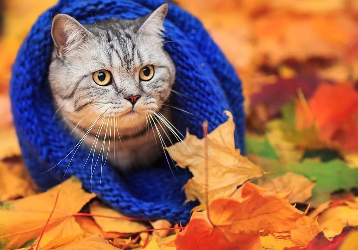 Похолодання та морози в Києві, містах України – прогноз погоди Похолодання та морози в Києві, містах України – прогноз погоди