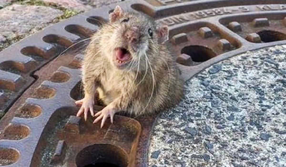 Велетенських щурів зняли на відео в супермаркеті Києва Велетенських щурів зняли на відео в супермаркеті Києва