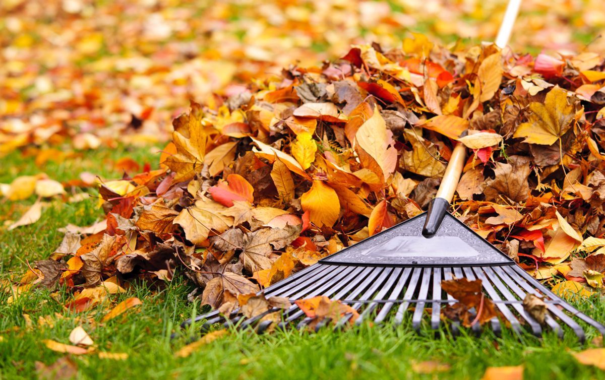 Комплекс з переробки опалого листя в Україні: де планують збудувати Комплекс з переробки опалого листя в Україні: де планують збудувати