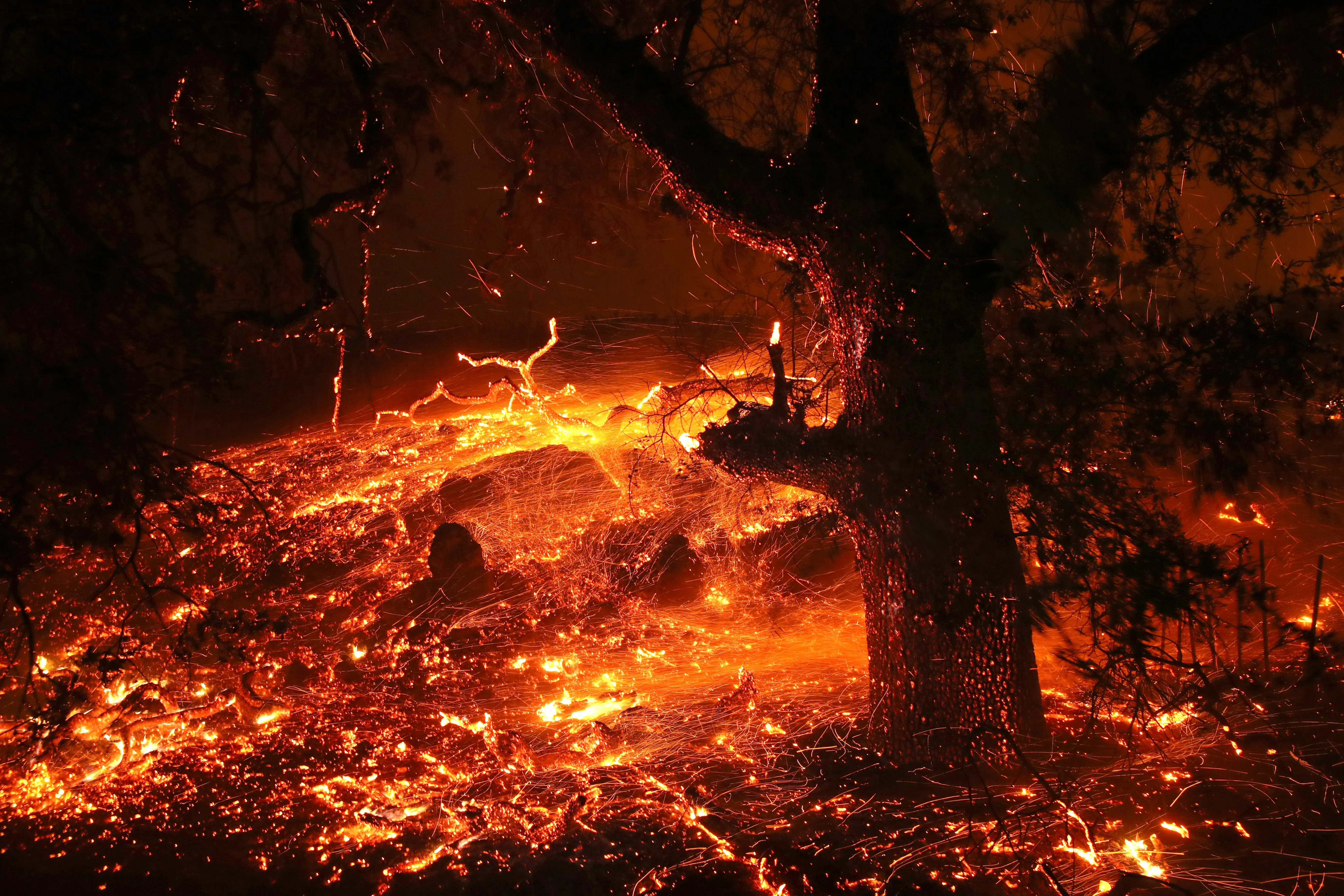 Горящий свод. Лес в огне. Дерево в огне. Горящее дерево в лесу. Сгоревшее дерево.
