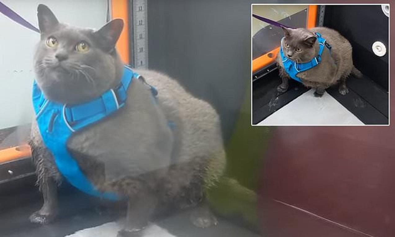 Изобретательная толстушка: как кошка перехитрила тренажер – смешное видео