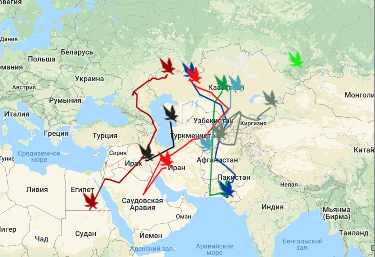 Птица в роминге: из-за орлицы российские ученые влезли в долги