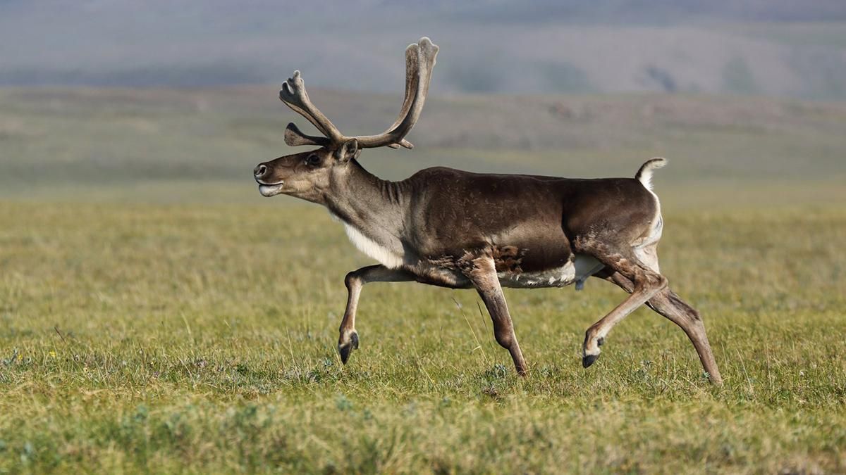 Підстрелений олень вдав мертвого і вбив мисливця Підстрелений олень вдав мертвого і вбив мисливця