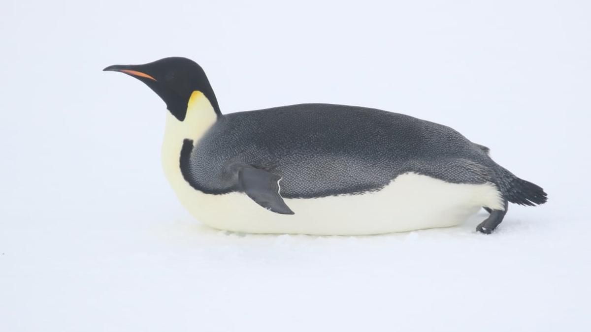 Імператорський пінгвін завітав до українських полярників в Антарктиді: неймовірні фото