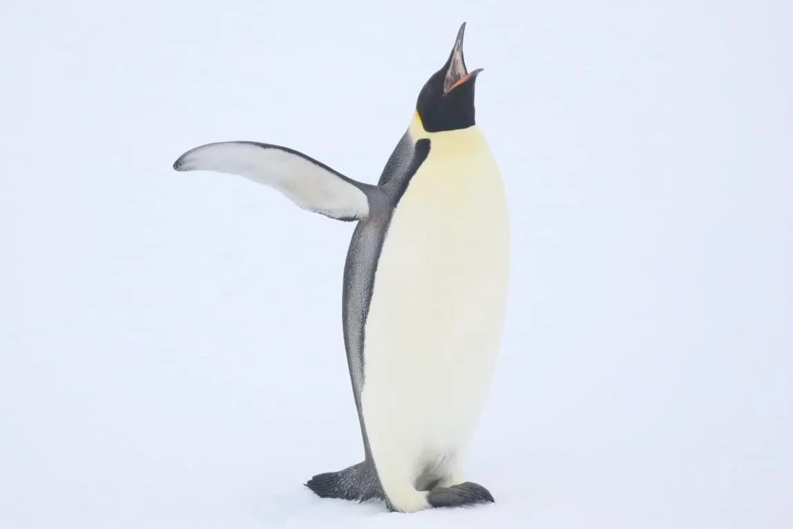 пінгвін антрактила