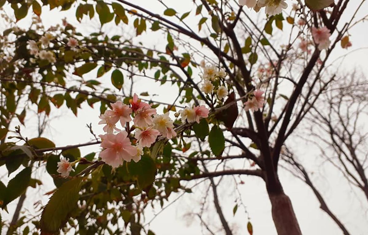 У Києві розквітли сакури: фото У Києві розквітли сакури: фото