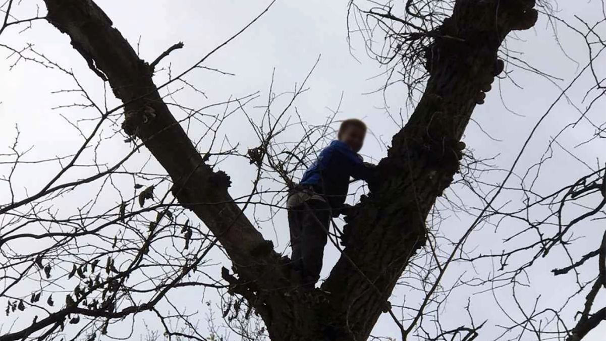 Школьник пошел за грибами и оказался на дереве Школьник пошел за грибами и оказался на дереве