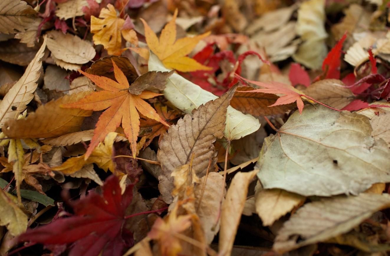 Погода 29 жовтня 2019 Україна: холод з туманами і дощами Погода 29 жовтня 2019 Україна: холод з туманами і дощами