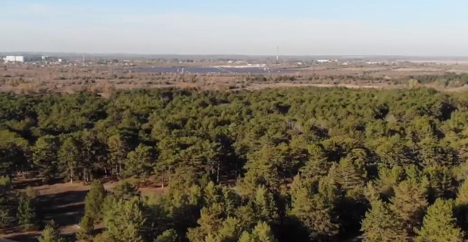 Найбільший рукотворний ліс у Європі на Херсонщині під загрозою зникнення: вражаюче відео