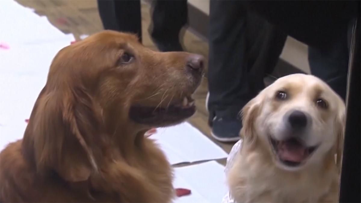 Свадьбу двух собачек отметили в США: трогательные фото и видео Свадьбу двух собачек отметили в США: трогательные фото и видео